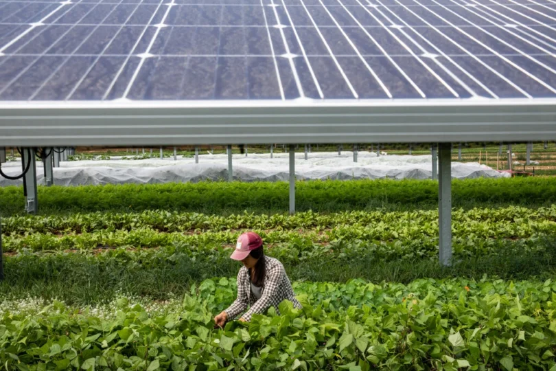 Agrivoltaics: Farming Under Solar Panels