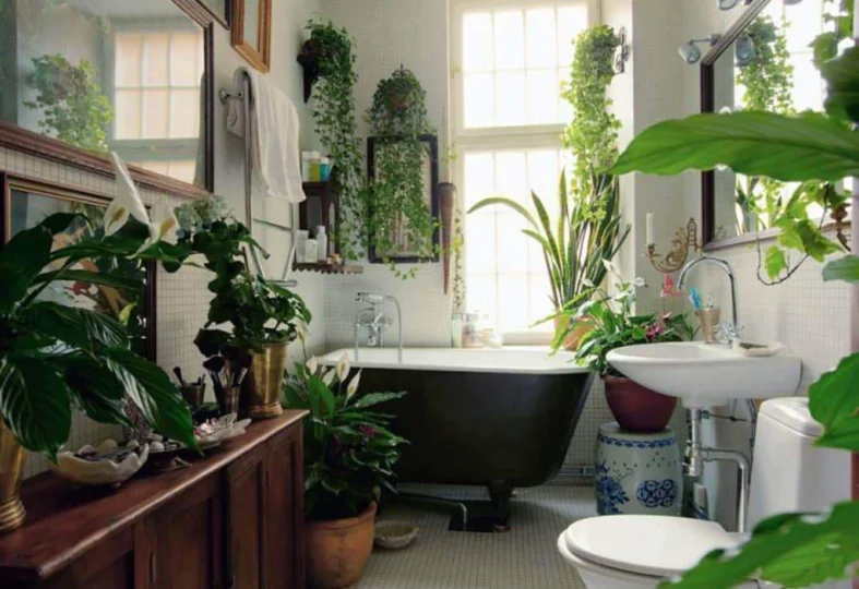 Best Low Light Bathroom Plants That Absorb Humidity