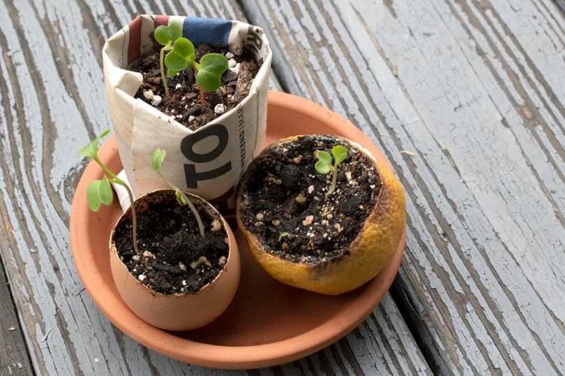 Biodegradable Plant Pots for Seedlings