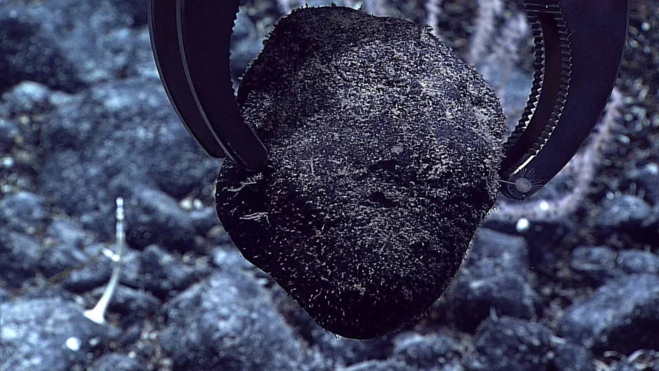 Deep Sea Biodiversity and Mining Threats