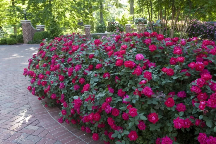 Earth-Kind Roses: Low Maintenance Flora Care