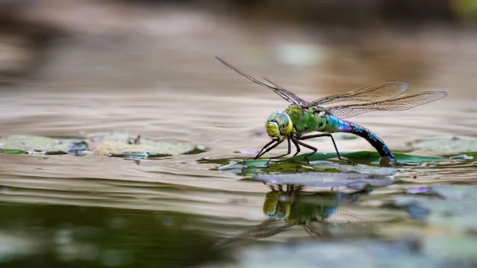 How to Attract Dragonflies to Your Garden Pond for Mosquito Control