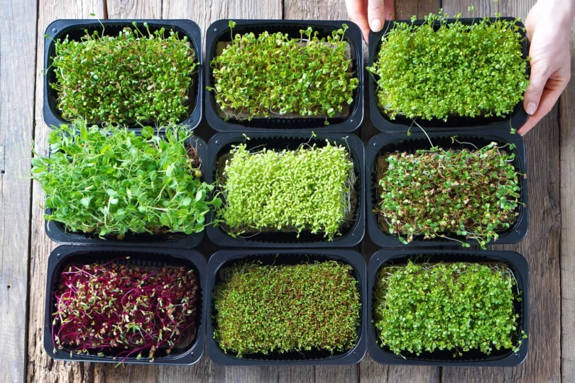 How to Grow Microgreens Indoors for Beginners