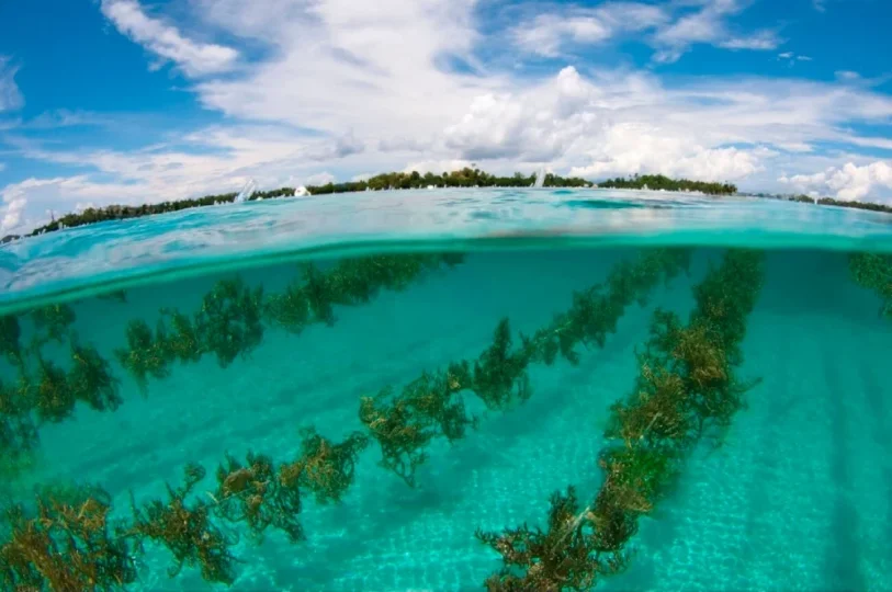 Regenerative Ocean Farming