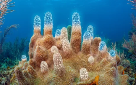 Invertebrate That Makes Up Coral