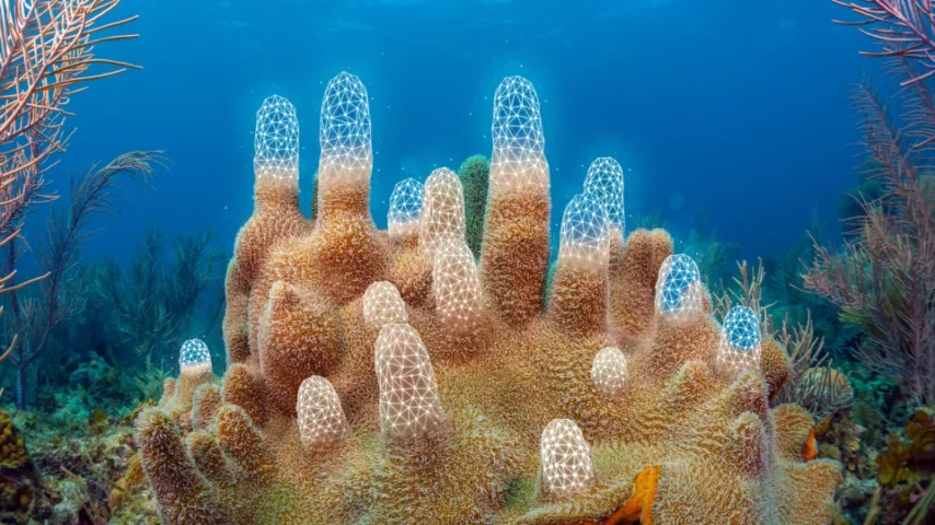 Invertebrate That Makes Up Coral