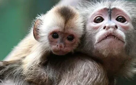 160 Satwa Dilepas ke Alam Bebas, Bukti Selesai Setelah Penahanan