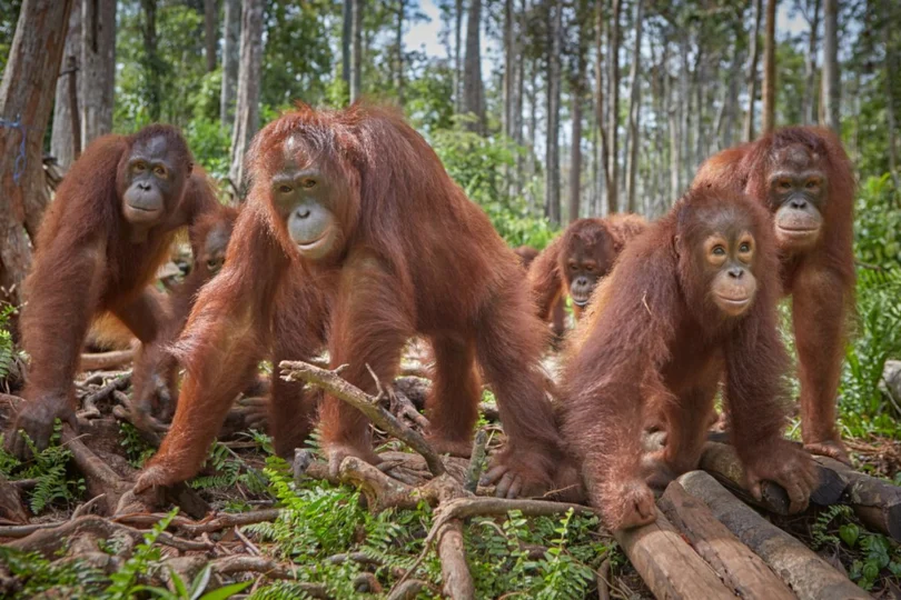 Fauna Endemik Indonesia 2026: 25 Spesies Terancam & Upaya Konservasi