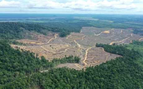 Dampak Api Hutan 2026: Ancaman Nyata bagi Satwa Endemis
