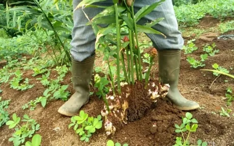 Perhutani dan Masyarakat Komitmen Sukseskan Tanaman untuk Generasi Mendatang