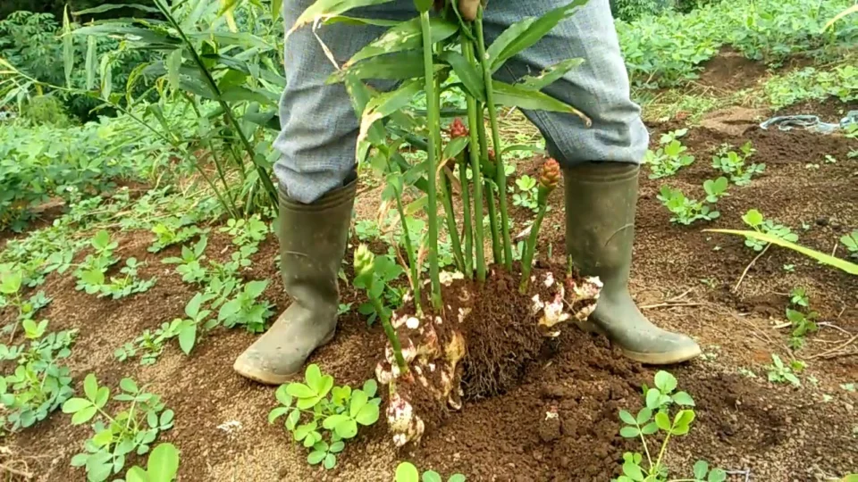 Perhutani dan Masyarakat Komitmen Sukseskan Tanaman untuk Generasi Mendatang